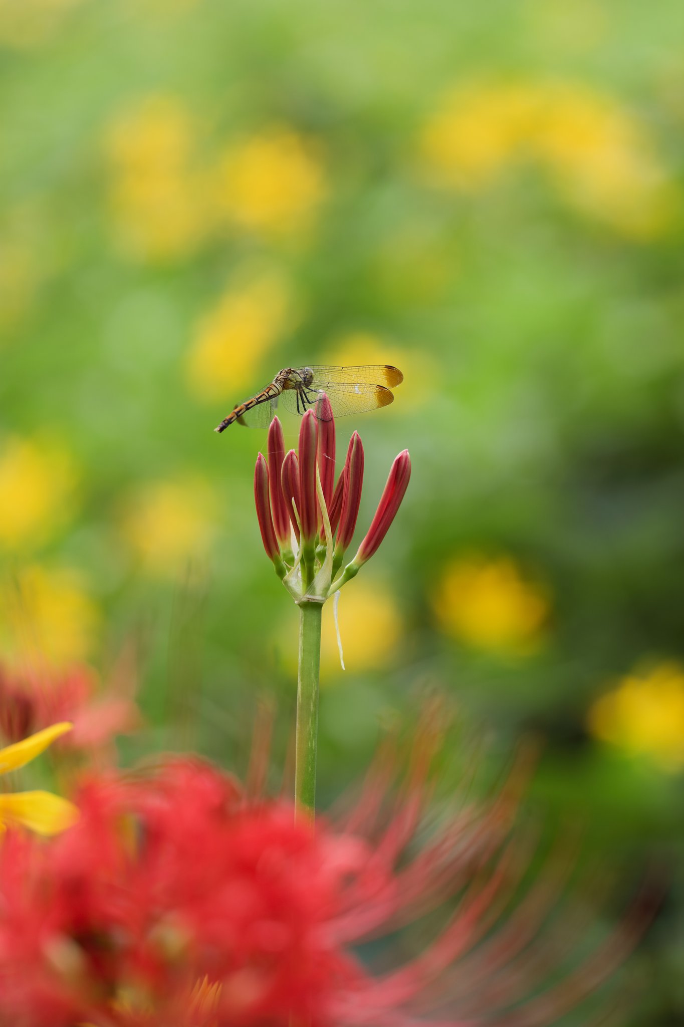 開花の予感