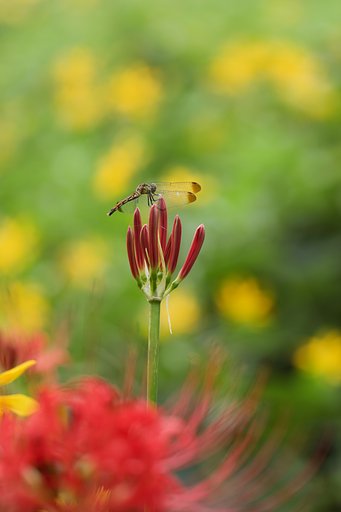 開花の予感