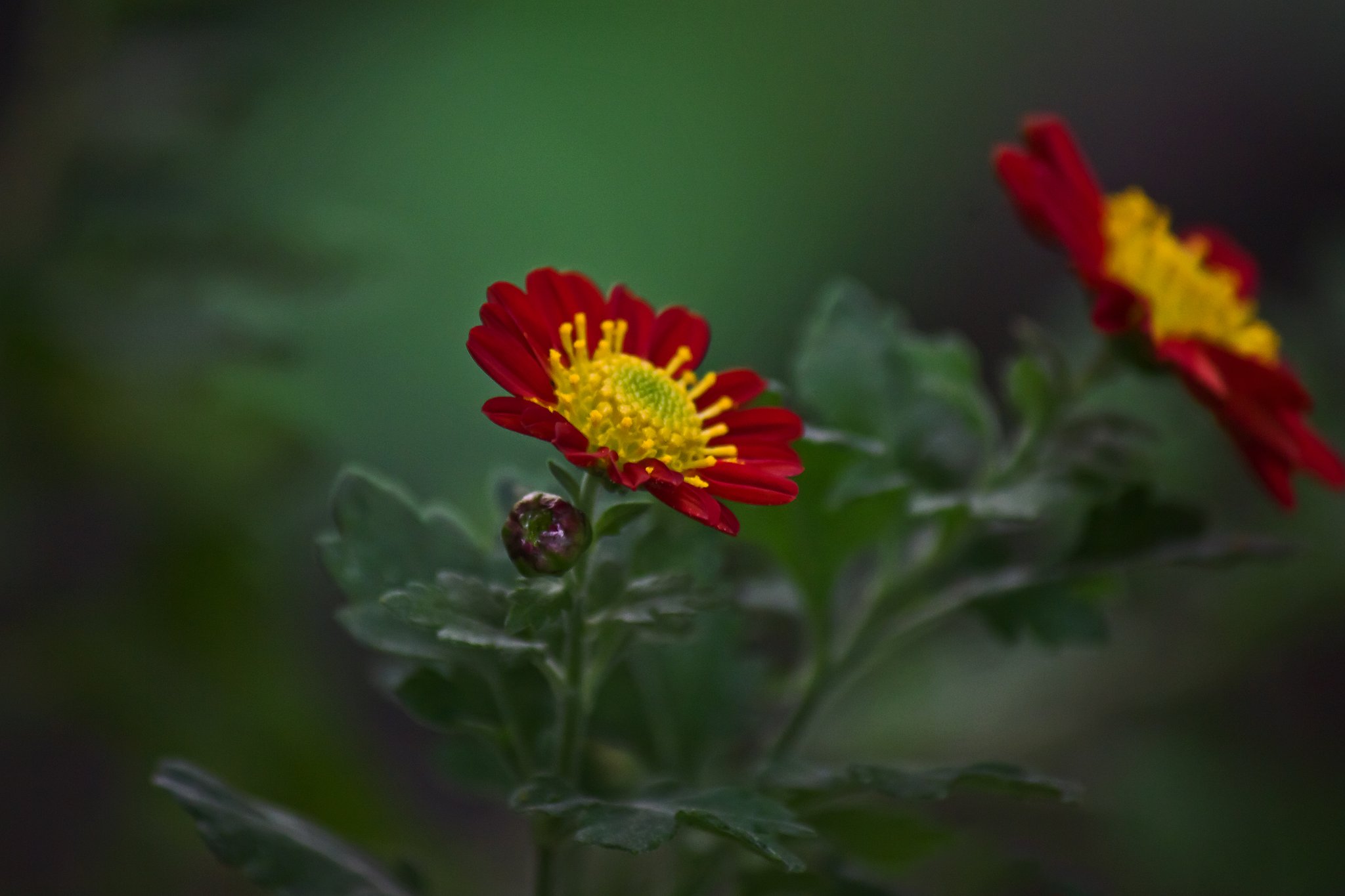 赤い小菊