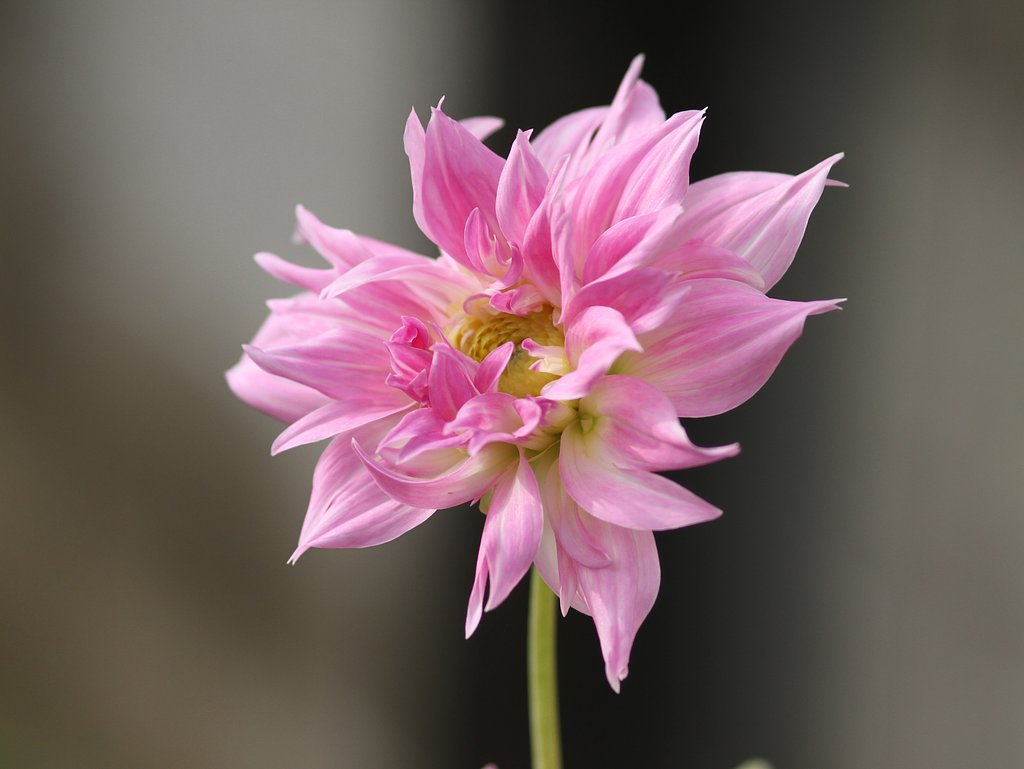 ピンク色の花