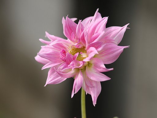 ピンク色の花