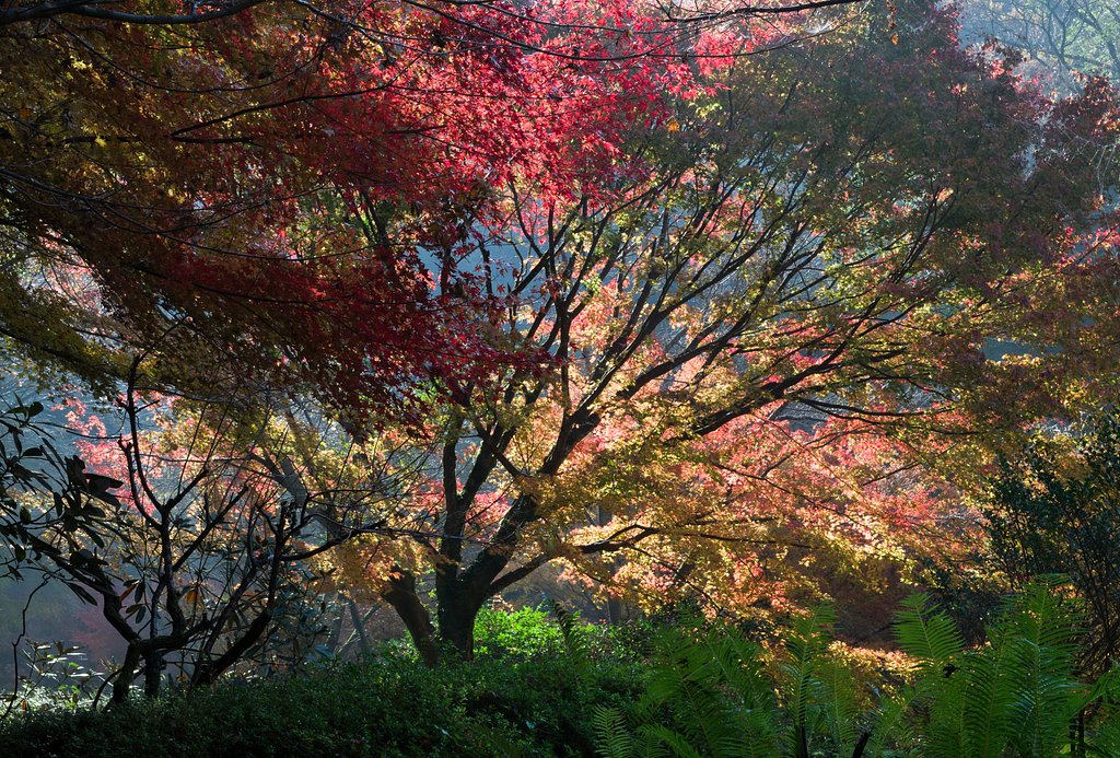 SIGMA 17-50mm F2.8 EX DC HSM 