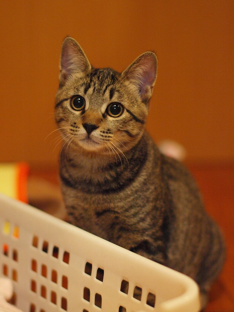 ねこ