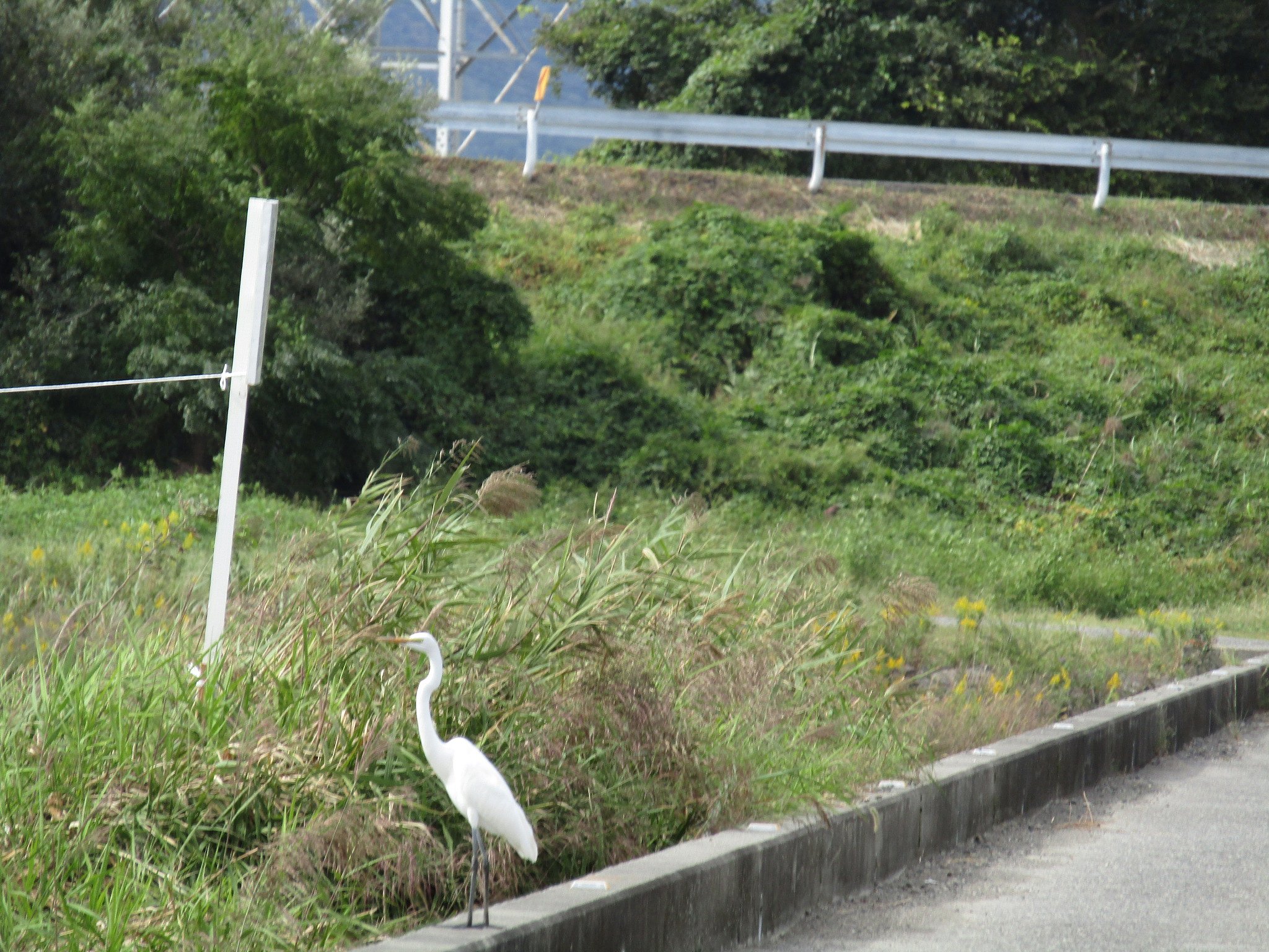 潜水橋に白い🐔が飛来、、素敵な風景です