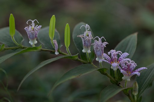EF180mm F3.5 L MACRO