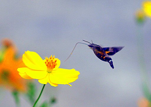 ホシホウジャクとコスモス