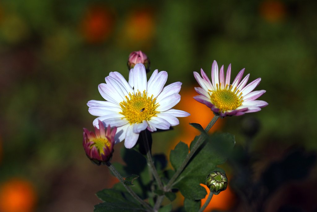 菊