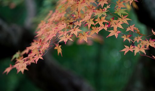 SIGMA MACRO 70mm F2.8