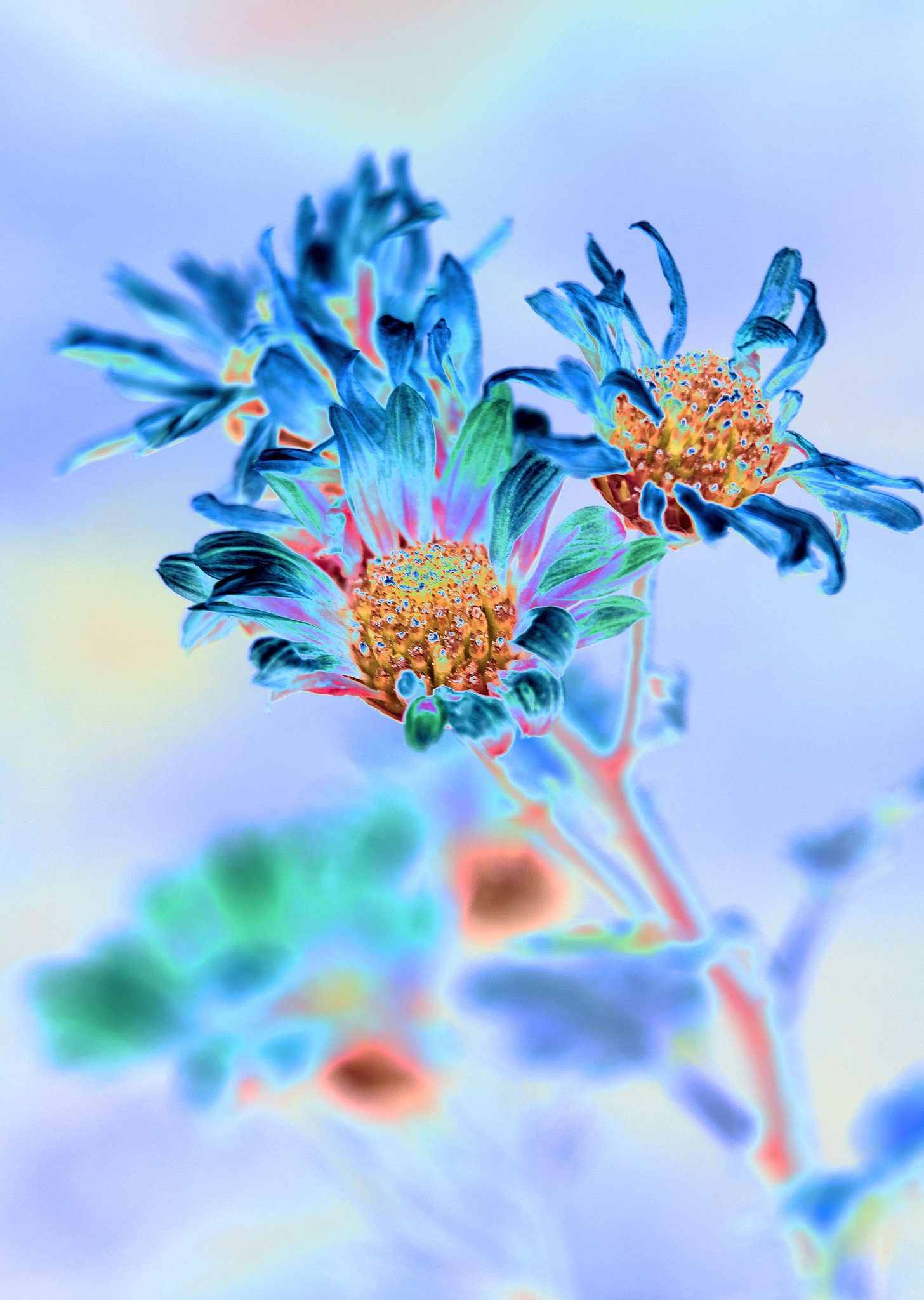 花