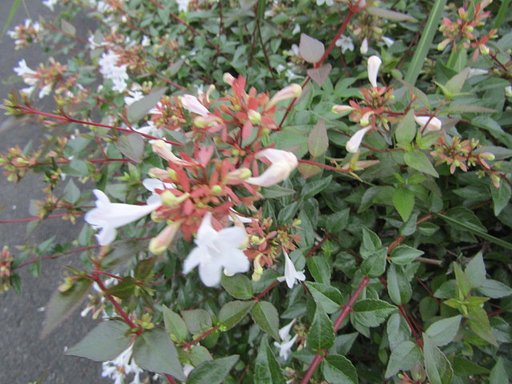 可愛い花の名前は　？誰か教えてください