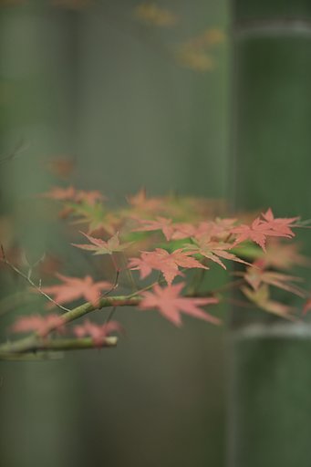 EF300 F2.8L IS 