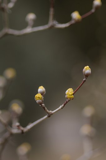 春近し