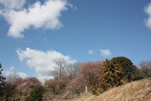青空と梅