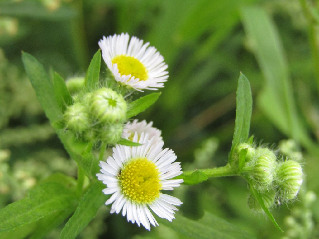 地味な🌼も今が旬なんです　