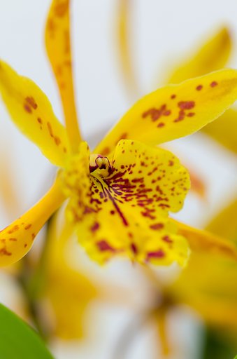PENTAX-D FA MACRO 100mm F2.8