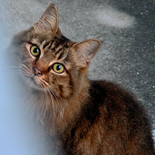 近所猫