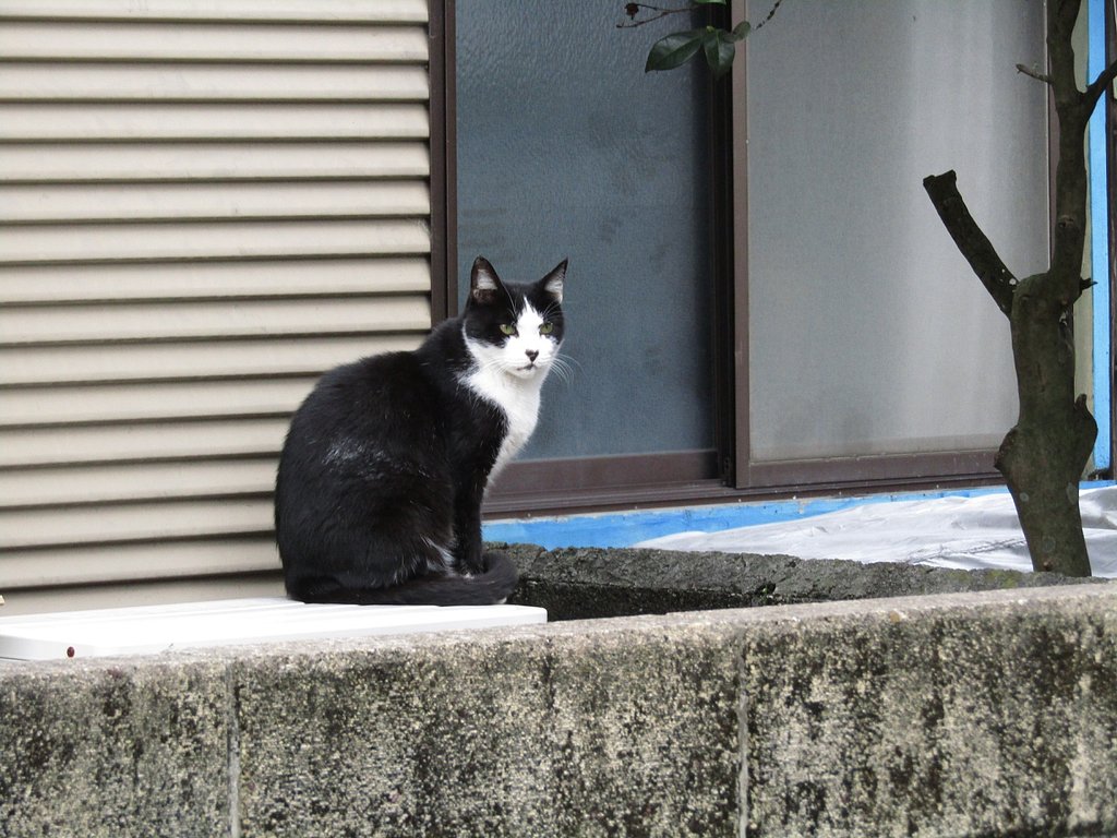 育ちがいいのかもしれません　🐈