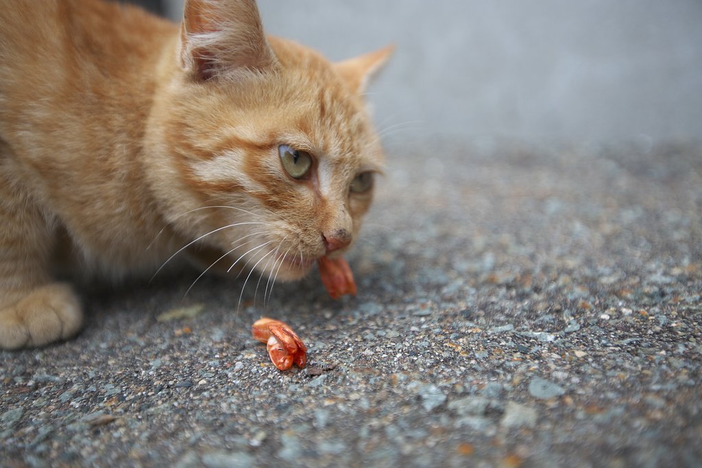 これがうみゃだよ