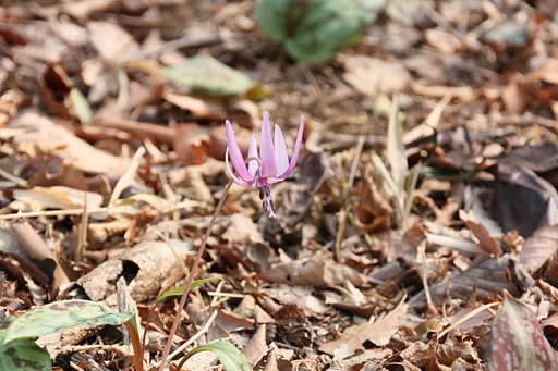 カタクリの花