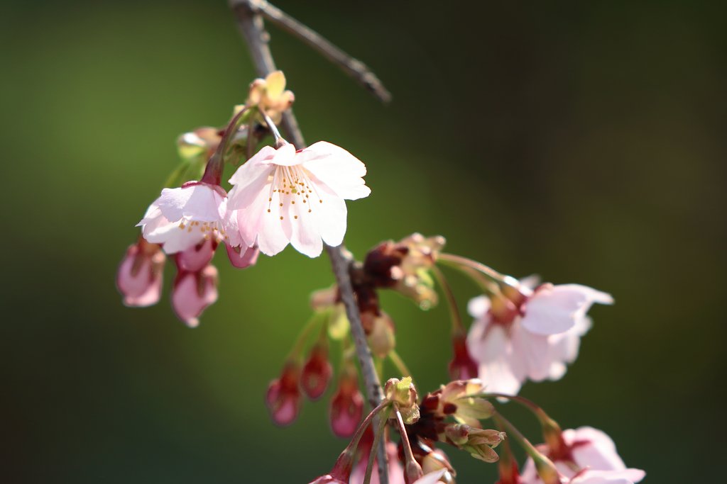 河津桜から彼岸桜へ