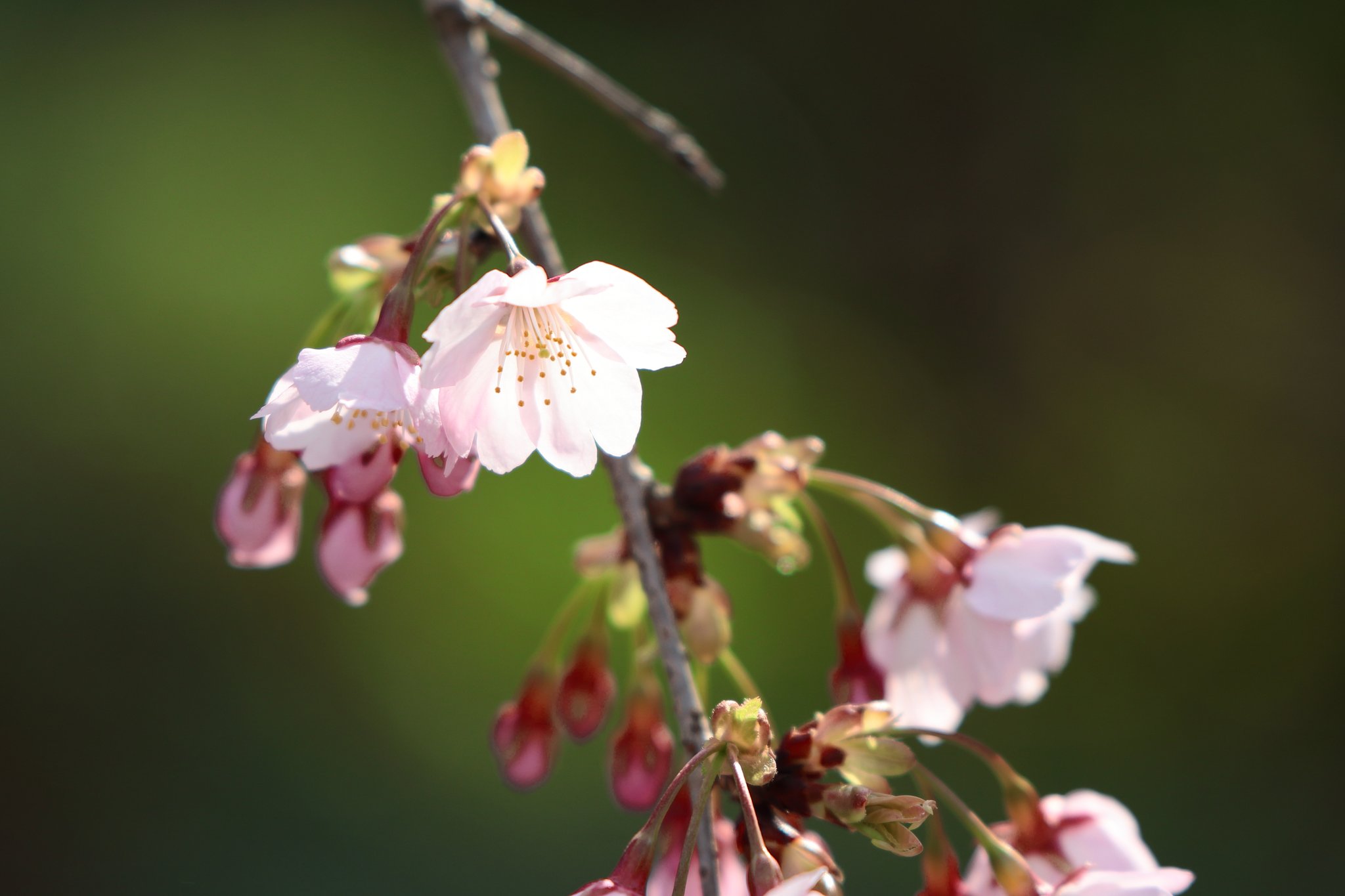 河津桜から彼岸桜へ