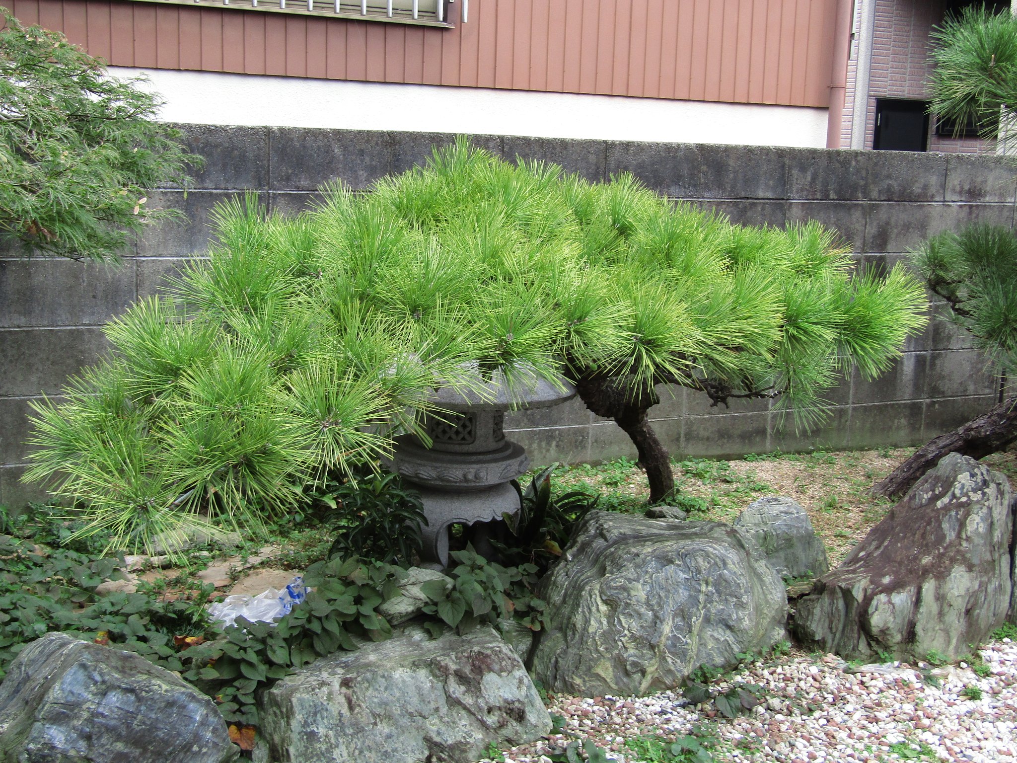 自宅の庭園を盆栽に見立てて、、