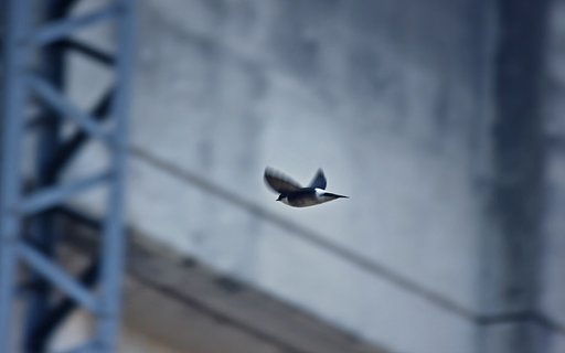 鉄橋下のイワツバメ