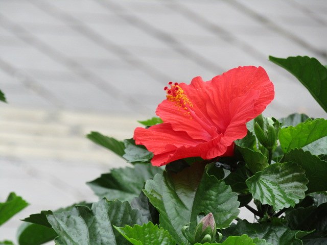 赤い花をピンでアップしました、、