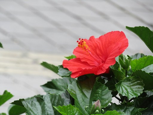 赤い花をピンでアップしました、、
