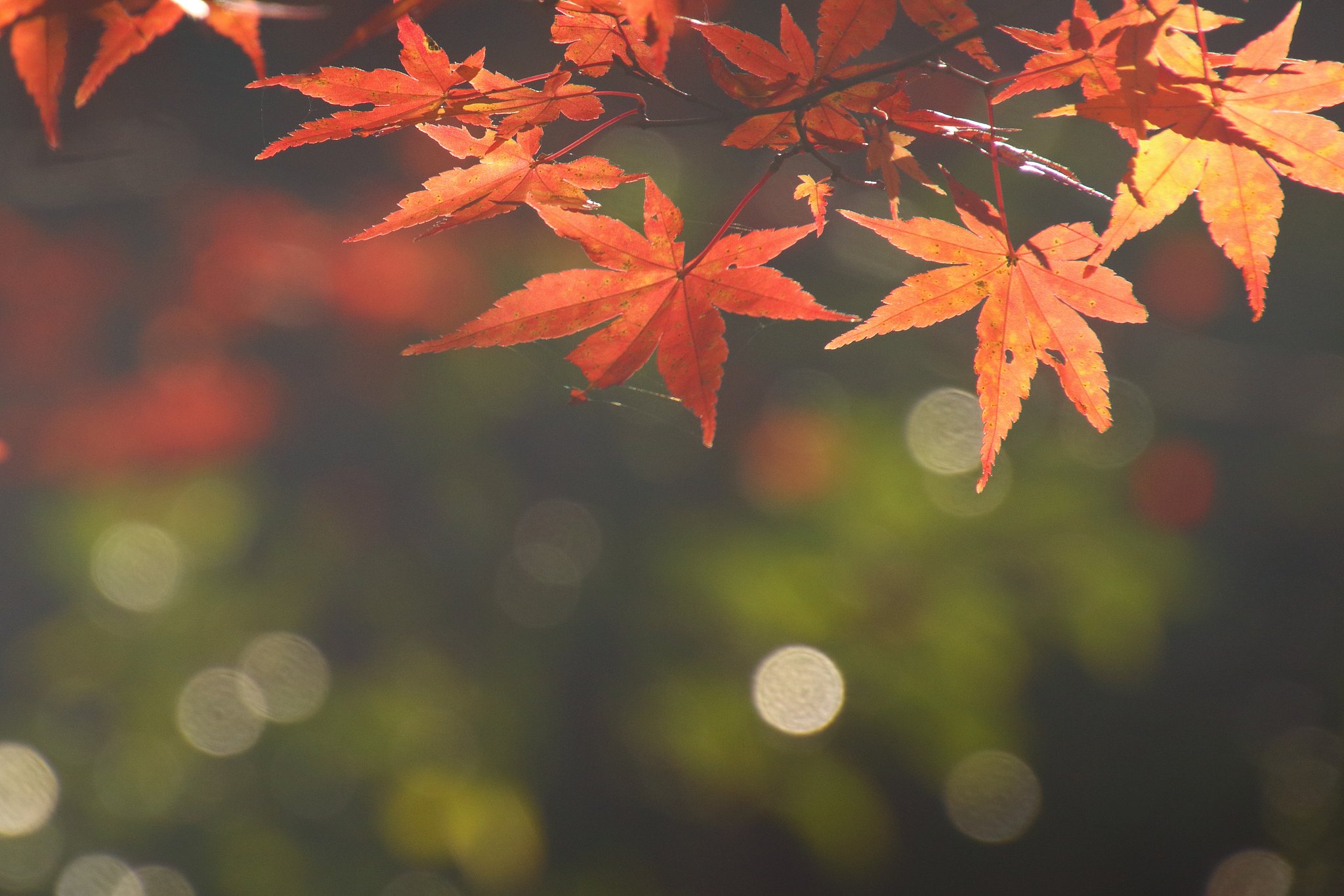 【命】題としての紅葉撮影