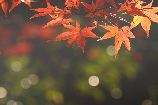 【命】題としての紅葉撮影