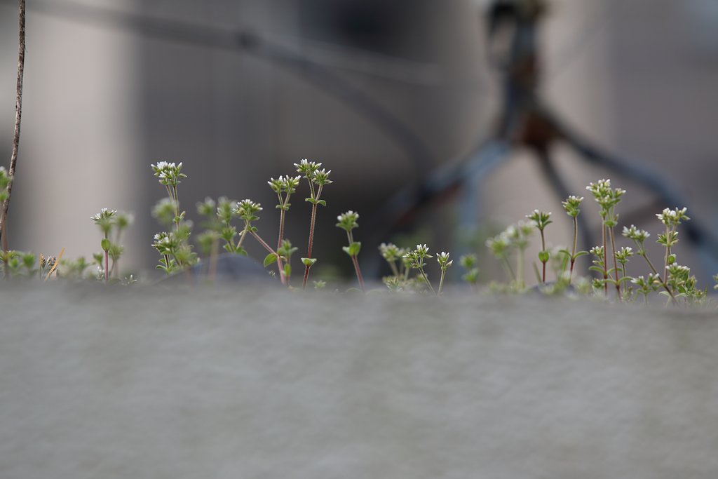 ぺんぺん草