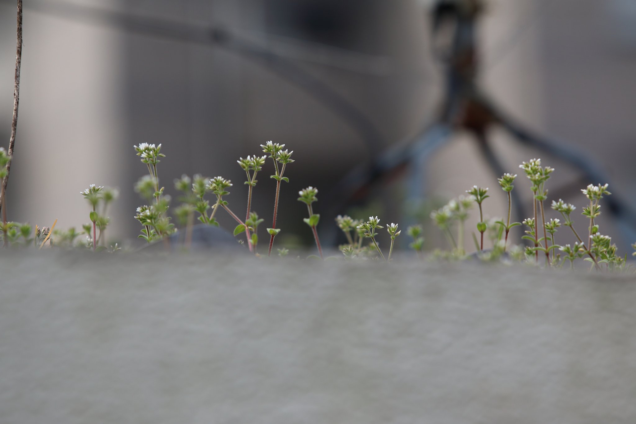 ぺんぺん草