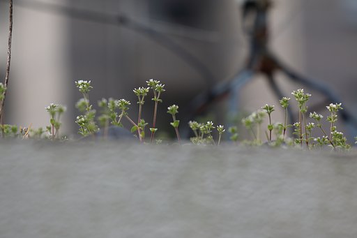 ぺんぺん草