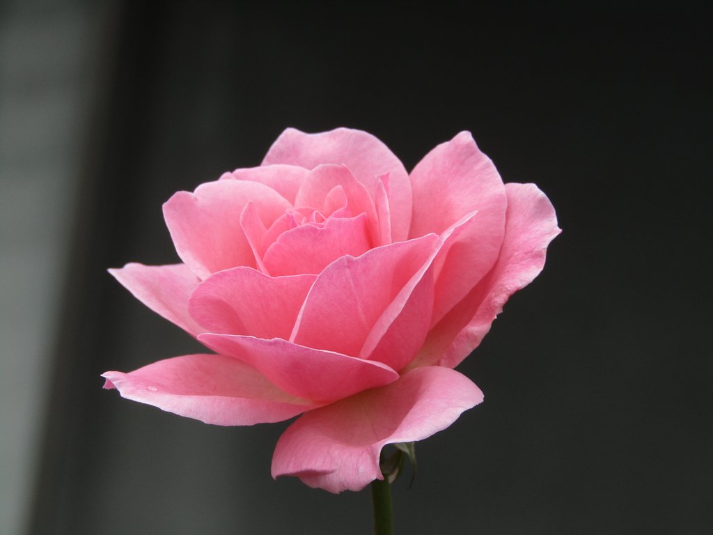 🌹命🌹　薔薇の一輪は生命力が溢れています