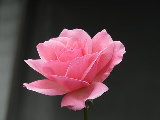🌹命🌹　薔薇の一輪は生命力が溢れています