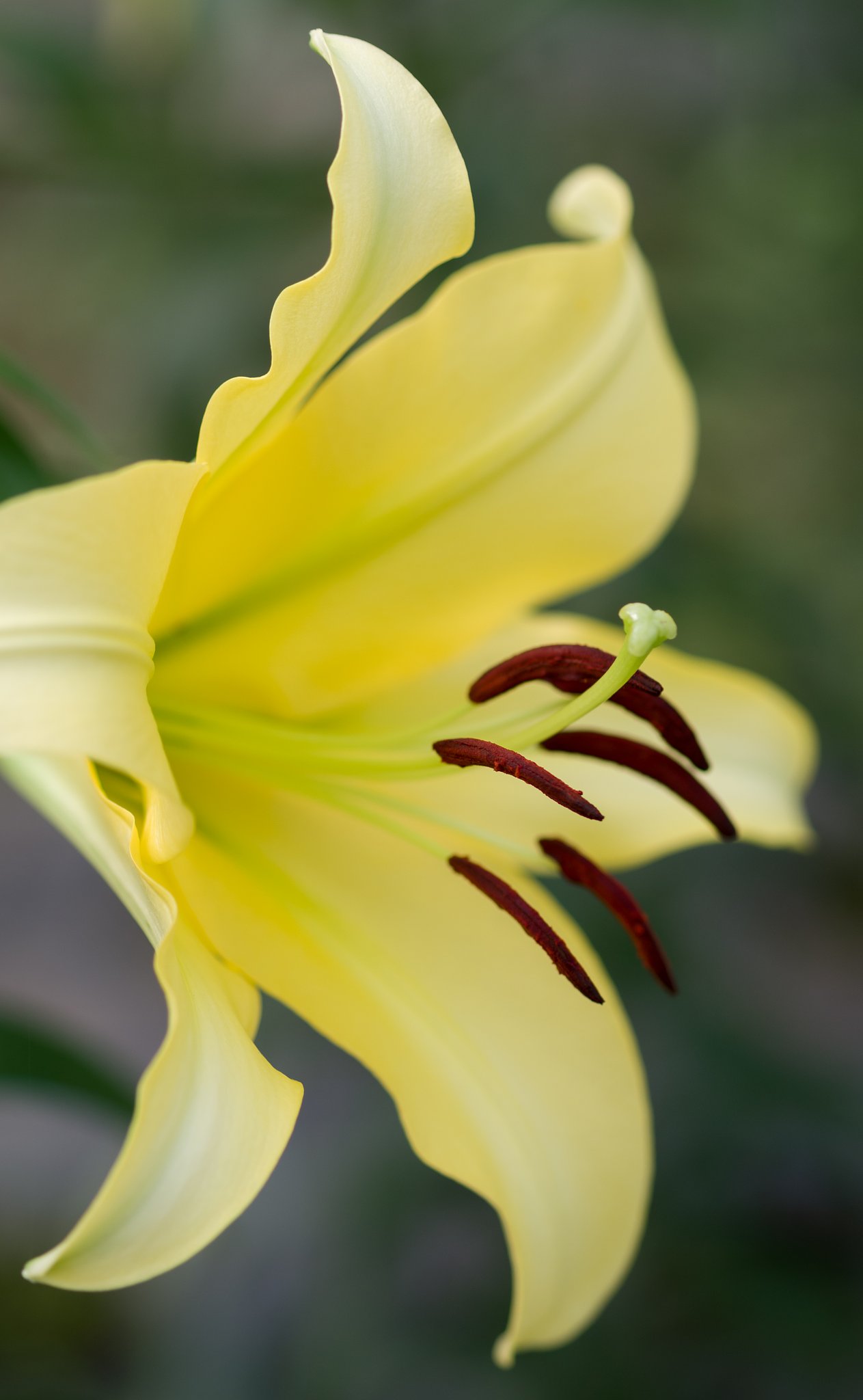 SIGMA MACRO 70mm F2.8