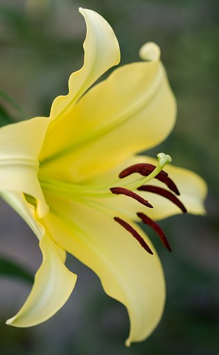SIGMA MACRO 70mm F2.8