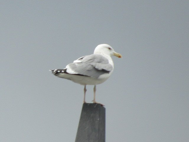 漁船のマストは海鳥の休息所なんです