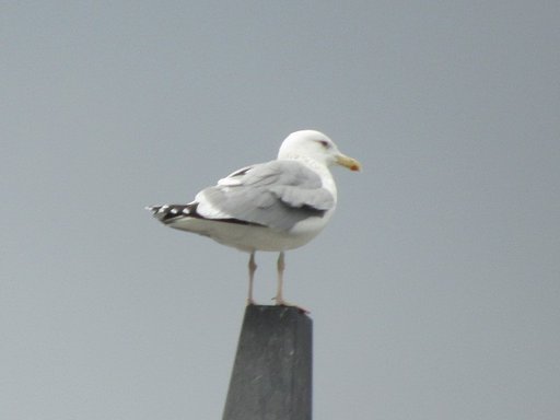漁船のマストは海鳥の休息所なんです