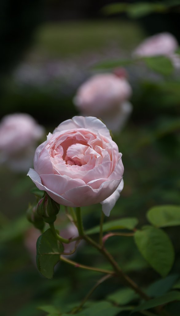 SIGMA 17-50mm F2.8 EX DC HSM 
