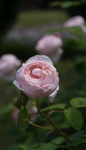 SIGMA 17-50mm F2.8 EX DC HSM 
