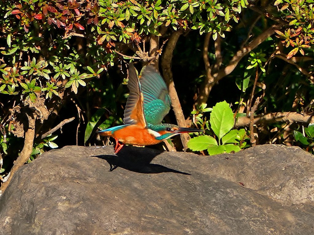 カワセミ
