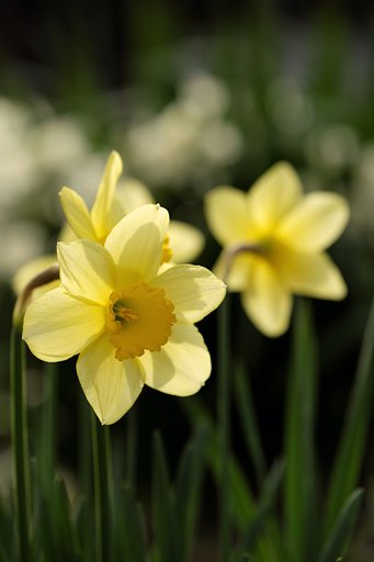 庭の花