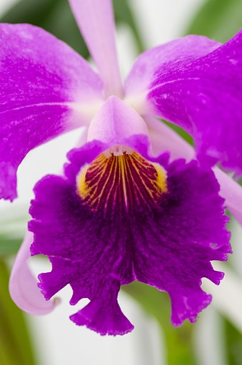 PENTAX-D FA MACRO 100mm F2.8
