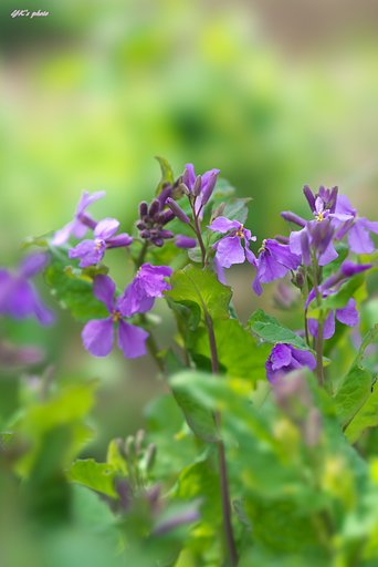 FE100mm F2.8 STF GM OSS