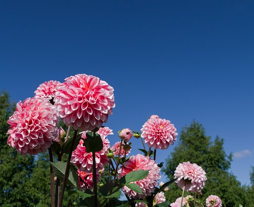  Dahlia