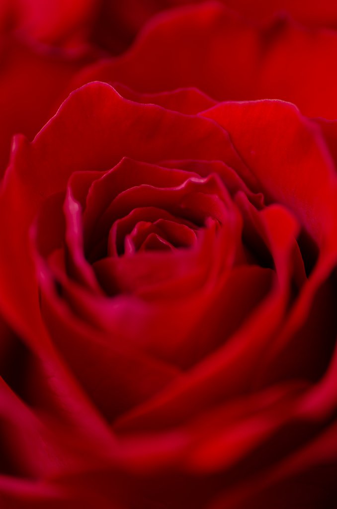 PENTAX-D FA MACRO 100mm F2.8
