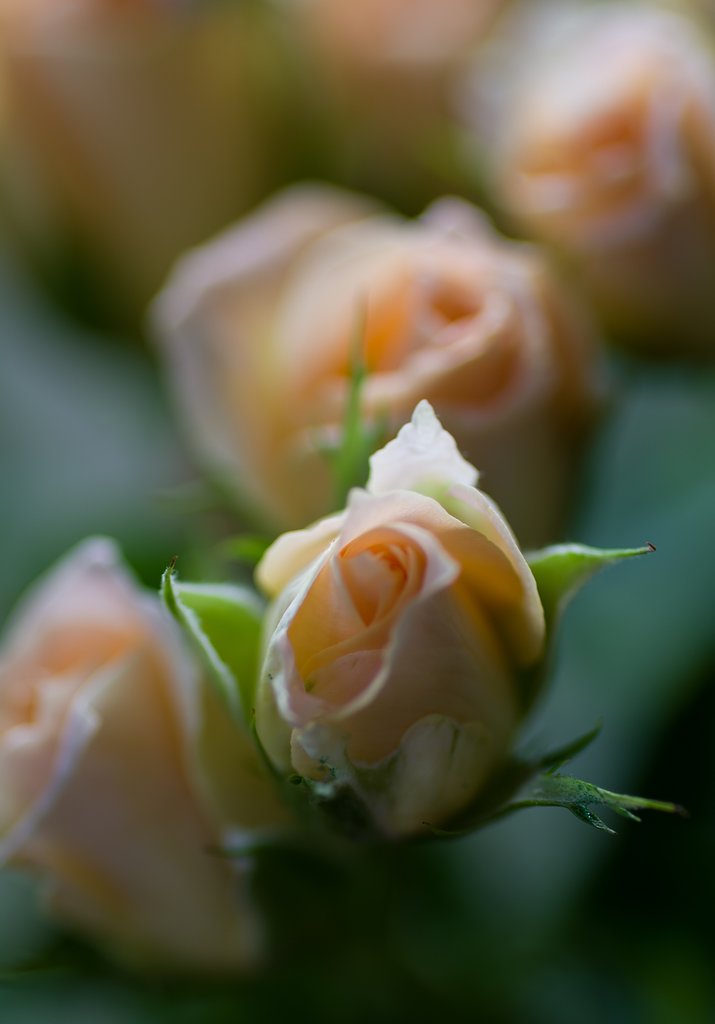 PENTAX-D FA MACRO 100mm F2.8