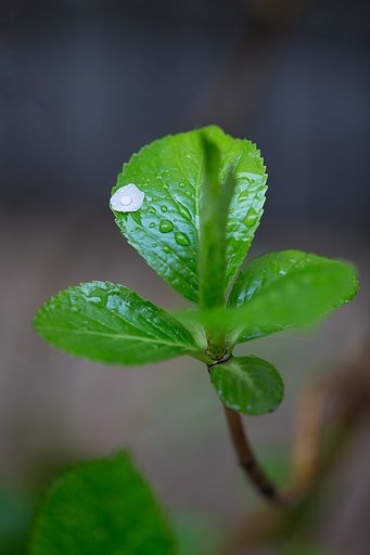 雨の葉に